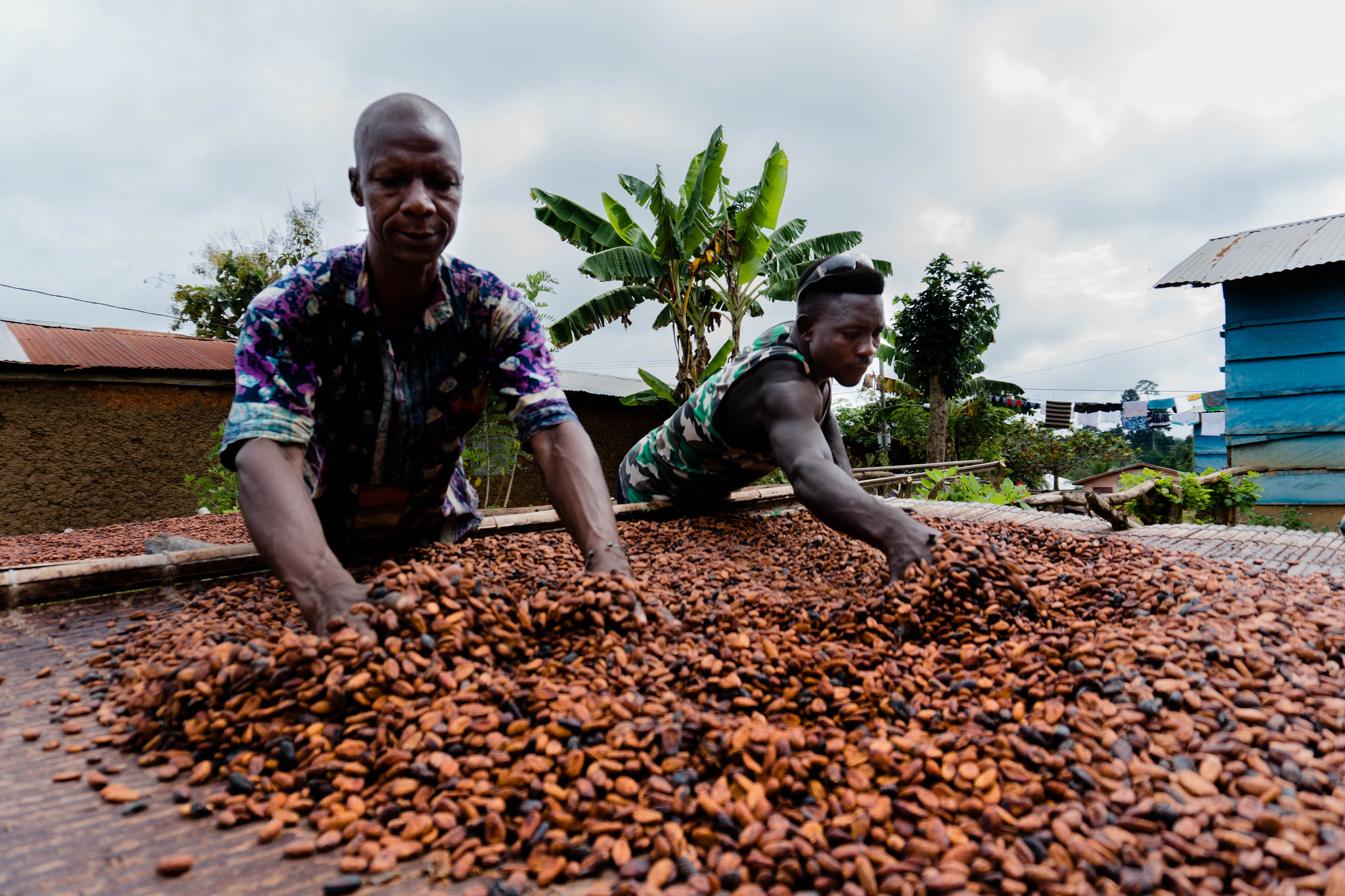 PLACE: Can land rights for farmers save Ghana's cocoa sector? | LandLinks