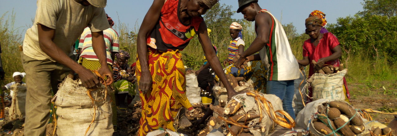Kasava harvest by Ossougoula's women group - Adou Carlos, PRADD II