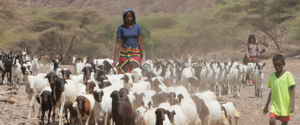 Pastoral Communities Receive 2.7 Million Hecatres of Land in Ethiopia
