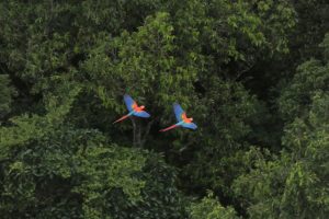 Birds in Chiribiquete