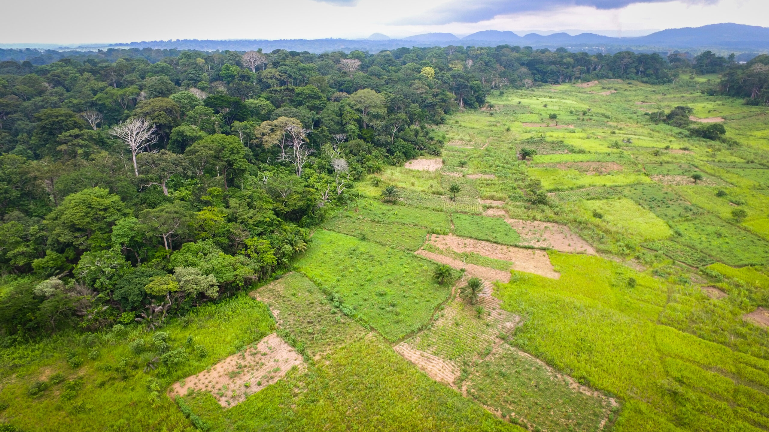 Preserving the : Strategies to Reduce Deforestation in Rural