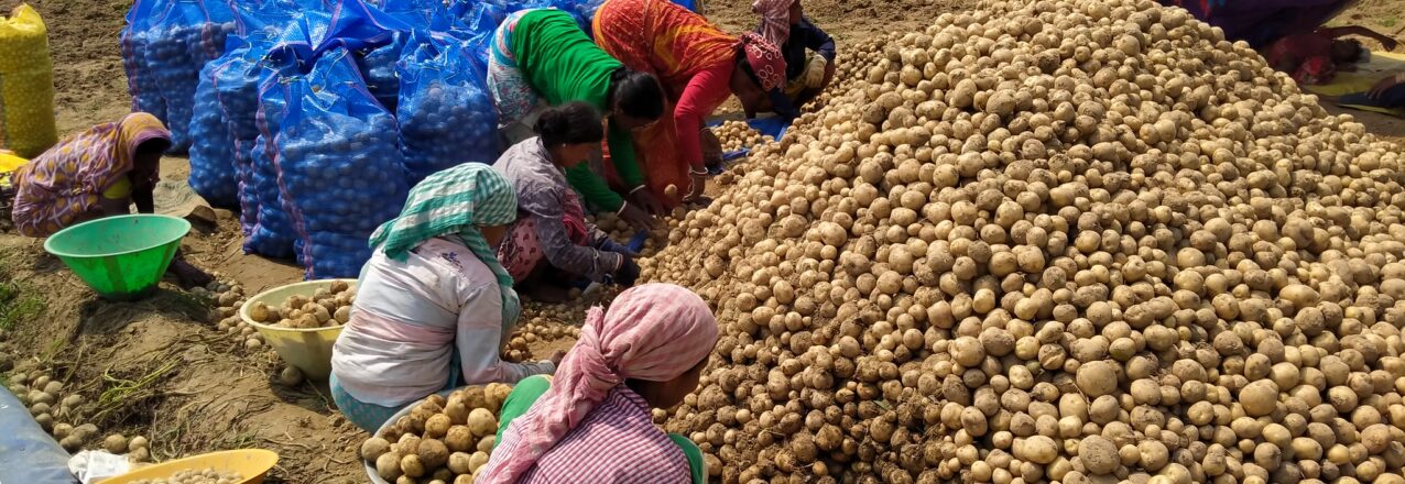 women with pile of potatoes