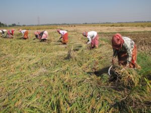 Row of Indian women farmers in field