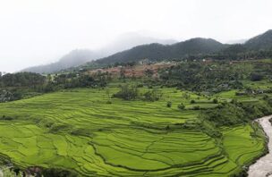 a grassy landscape