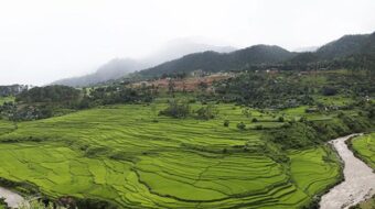 a grassy landscape