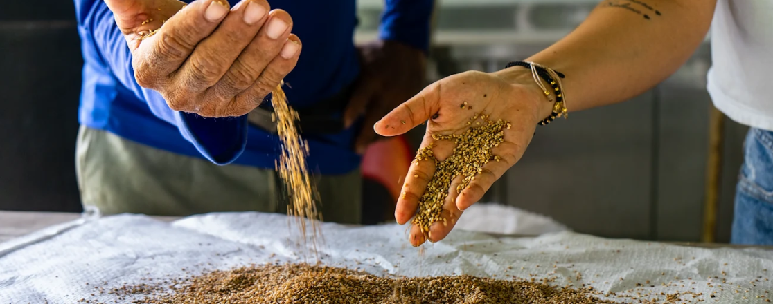 two hands holding seeds