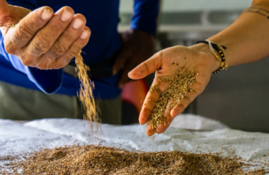 two hands holding seeds