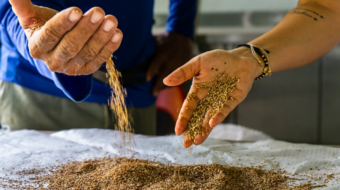 two hands holding seeds