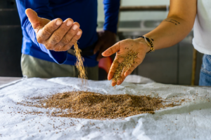 two hands holding seeds