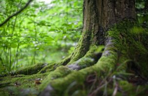 a close-up shot of a large tree trunk