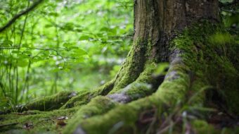 a close-up shot of a large tree trunk