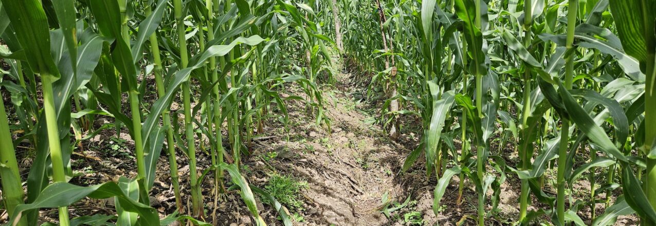 A maize field in El Salvador with an infiltration trench and crop residues from last season serving as mulch. Photo credit Julius Bright Ross, 2024.