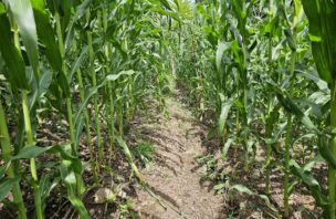 A maize field in El Salvador with an infiltration trench and crop residues from last season serving as mulch. Photo credit Julius Bright Ross, 2024.