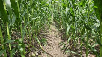 A maize field in El Salvador with an infiltration trench and crop residues from last season serving as mulch. Photo credit Julius Bright Ross, 2024.