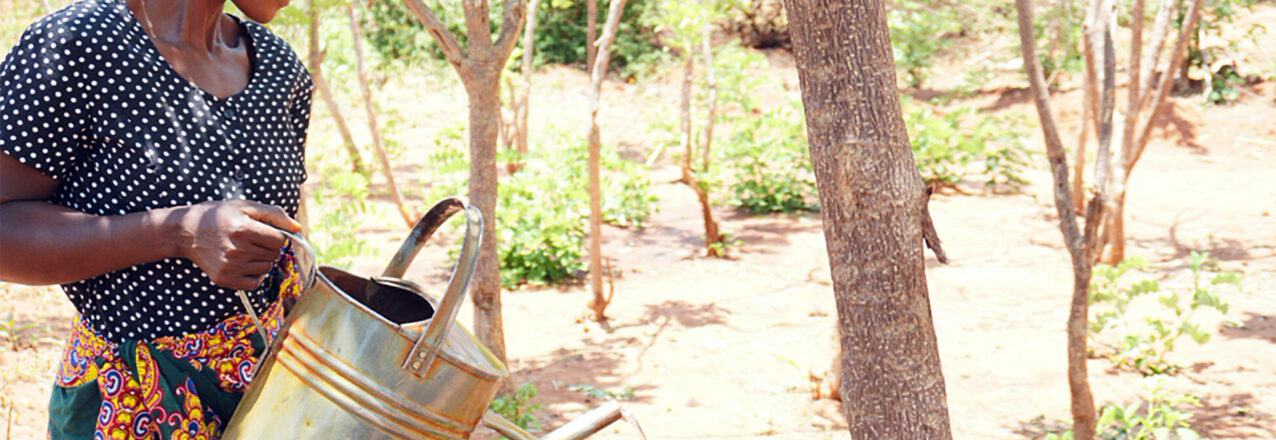 A woman waters a tree