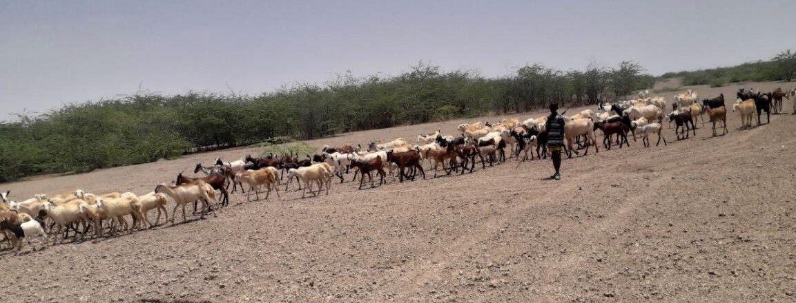 A pastoralist herds cows