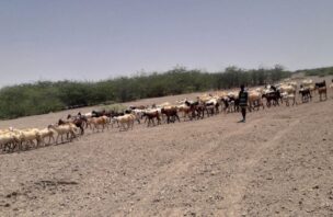 A pastoralist herds cows