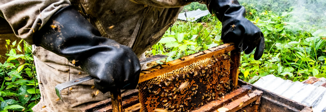 a bee keeper handling a panel of honeycomb