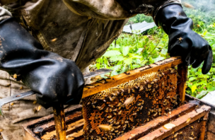 a bee keeper handling a panel of honeycomb