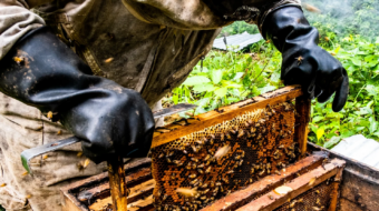 a bee keeper handling a panel of honeycomb