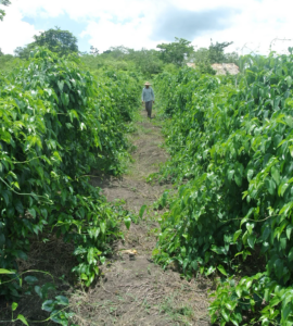 a farmer walking down a row of crops