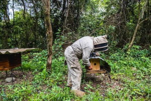 a suited beekeeper inspecting a hive