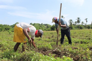 two farmers working in a field